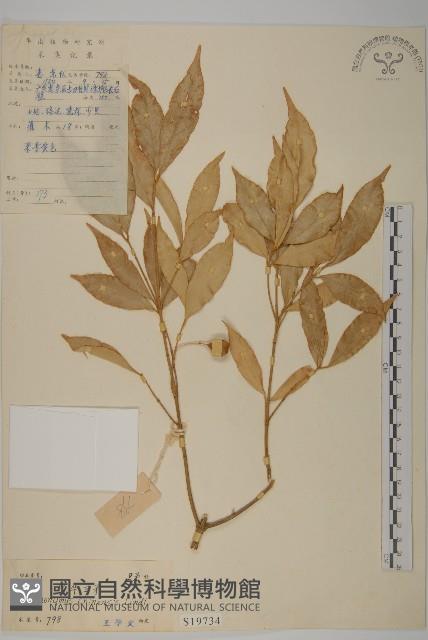 中國衛矛藏品圖，第1張