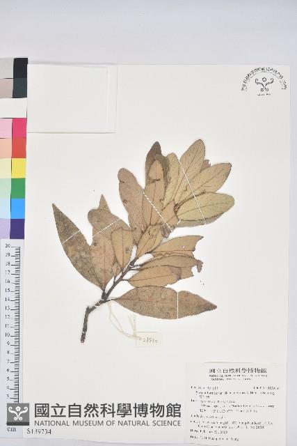 台灣石櫟藏品圖，第1張