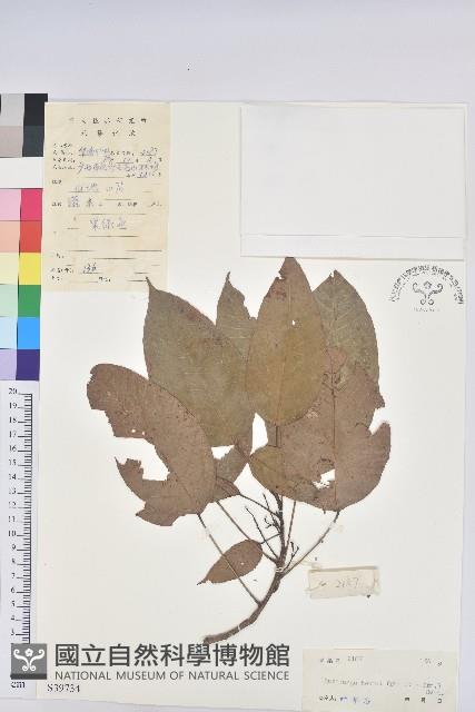 草鞋葉藏品圖，第1張