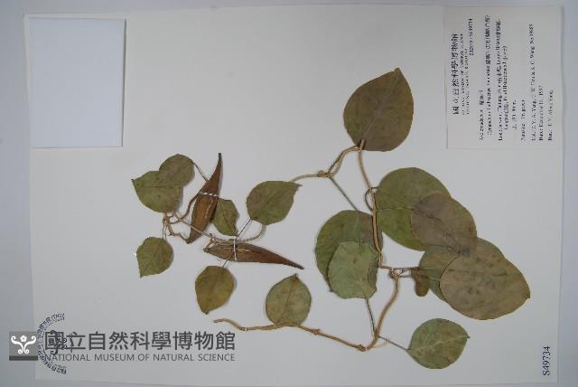 蘭嶼牛皮消、蘭嶼白薇藏品圖，第1張