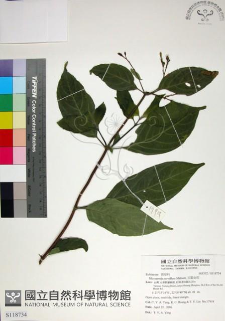 玉葉金花藏品圖，第1張