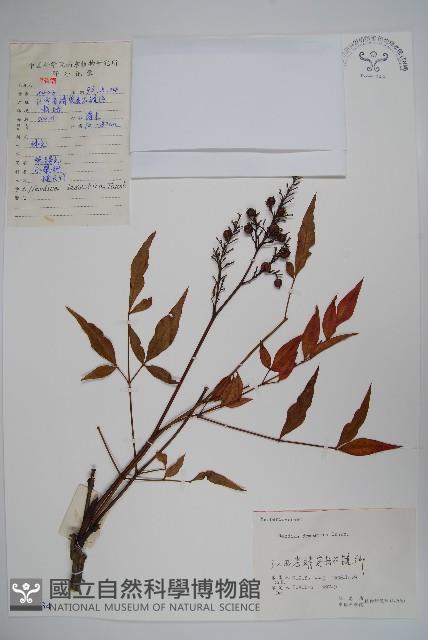 南天竹、天竹、蘭天竹藏品圖，第1張