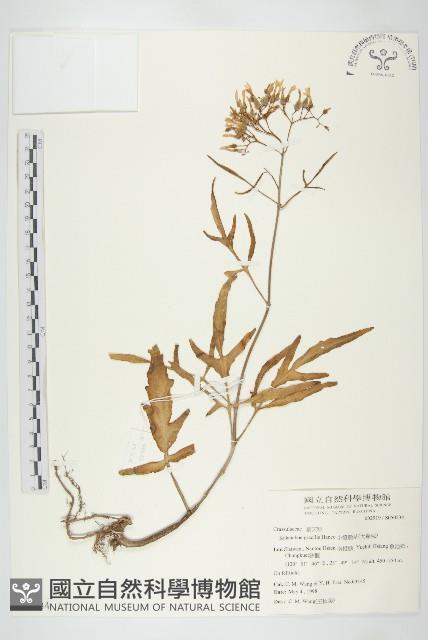 小燈籠草、大還魂藏品圖，第1張