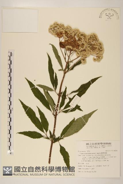 臺灣澤蘭藏品圖，第1張