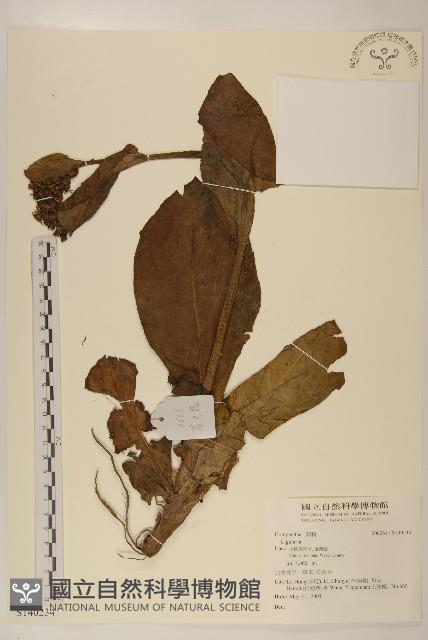 登錄號:S140234藏品圖，第1張