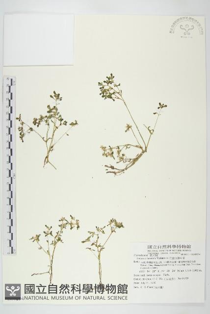 阿里山佛甲草藏品圖，第1張