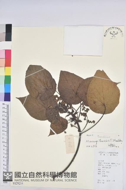 血桐藏品圖，第1張