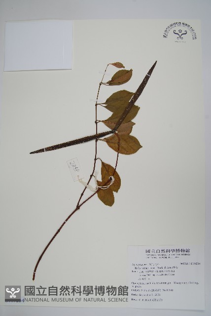 酸藤藏品圖，第1張