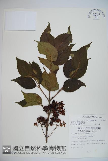 蝴蝶莢迷藏品圖，第1張