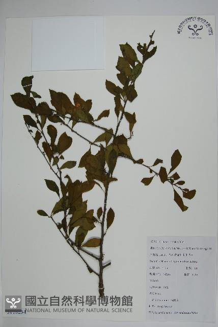 鼠李冬青、滿樹星藏品圖，第1張