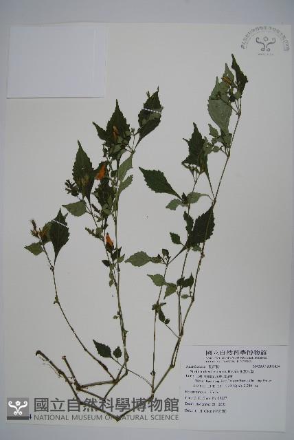 曲莖馬藍藏品圖，第1張