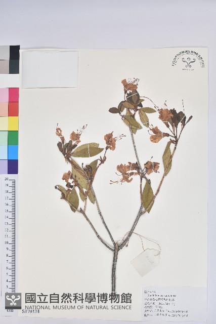 雲南杜鵑藏品圖，第1張