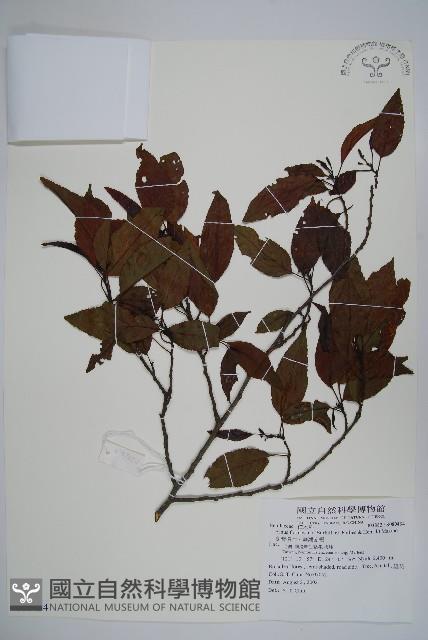 臺灣赤楊、臺灣榿木藏品圖，第1張