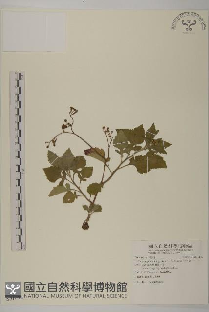 茯苓菜藏品圖，第1張