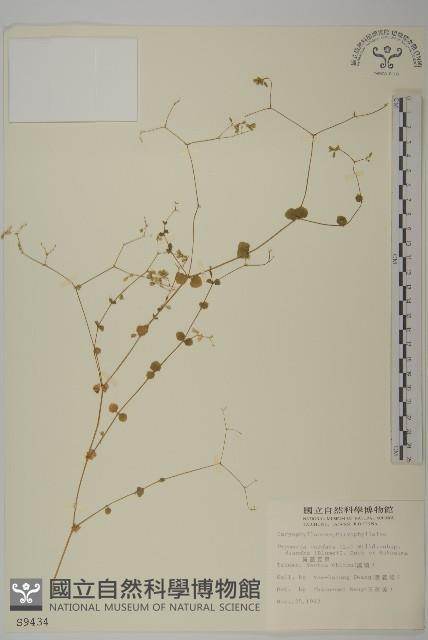 荷蓮豆草、菁芳草藏品圖，第1張