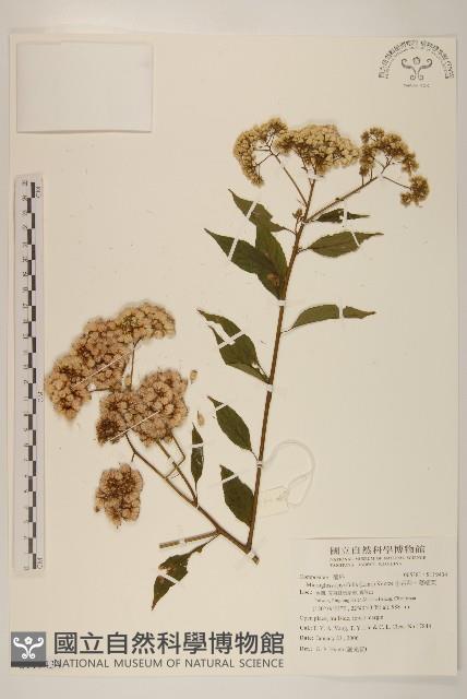 小舌菊、蔓綿菜藏品圖，第1張