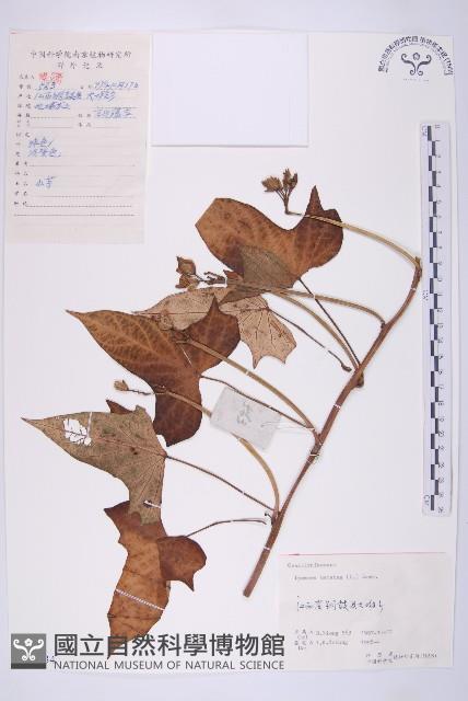 甘藷、地瓜藏品圖，第1張