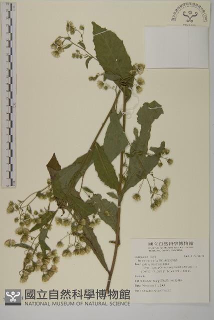 薄葉艾納香藏品圖，第1張