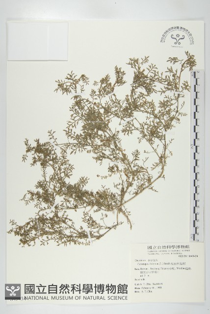 臭濱芥、臭薺藏品圖，第1張