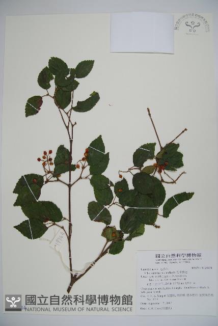 呂宋莢迷藏品圖，第1張