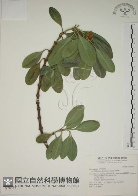 蘭嶼念珠藤藏品圖，第1張