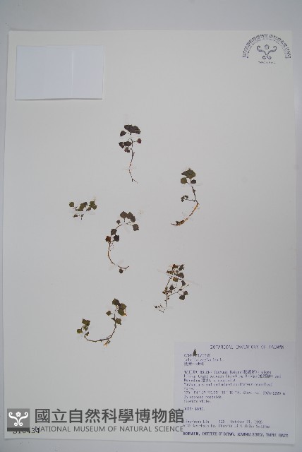 圓葉山梗菜藏品圖，第1張
