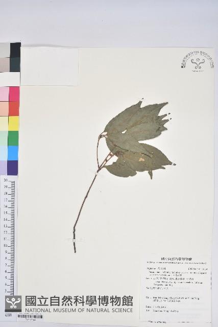 三斗石櫟藏品圖，第1張