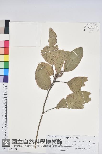 嶺南青剛櫟、嶺南椆藏品圖，第1張