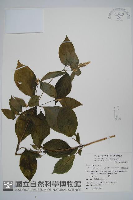 紫莖牛膝、台灣牛膝藏品圖，第1張