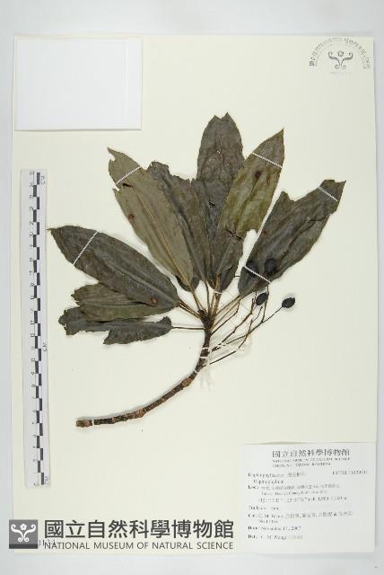 登錄號:S130134藏品圖，第1張