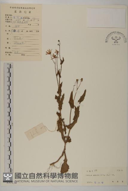 紫背草藏品圖，第1張