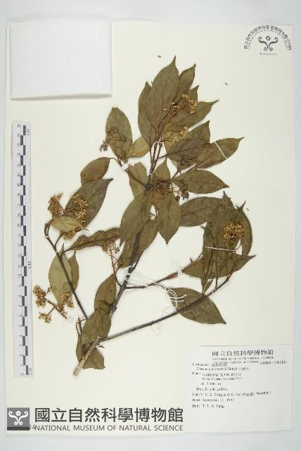 小棶木藏品圖，第1張