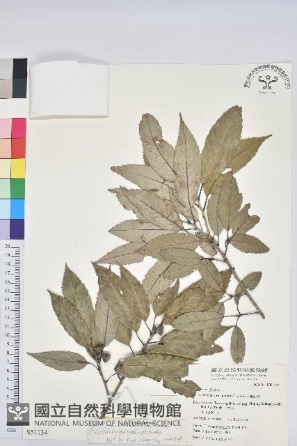 狹葉櫟藏品圖，第1張