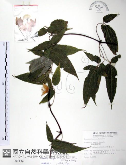 森氏鐵線蓮藏品圖，第1張