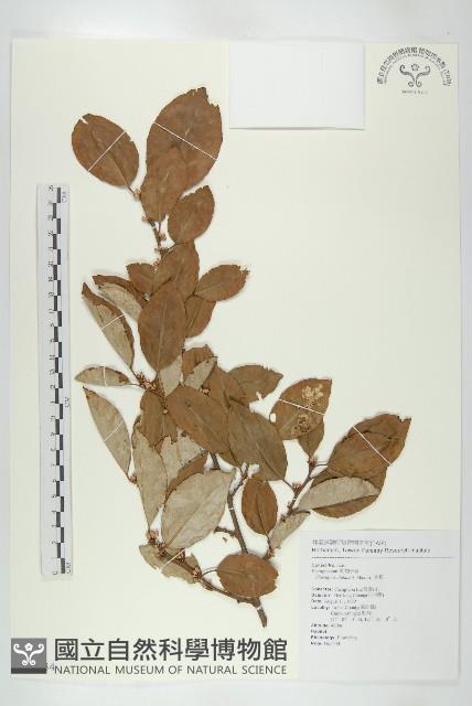 宜梧藏品圖，第1張