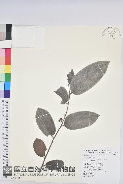 錫蘭饅頭果，香港饅頭果，大葉饅頭果，香港算盤子藏品圖，第1張