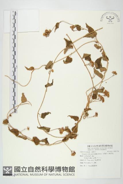 娥房藤藏品圖，第1張