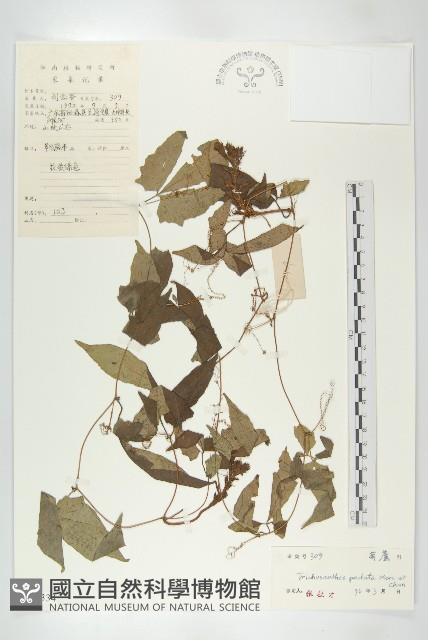 叉指葉栝樓藏品圖，第1張