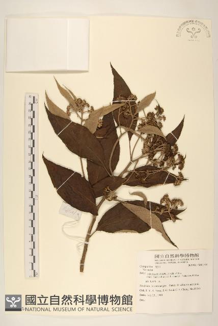 登錄號:S081334藏品圖，第1張