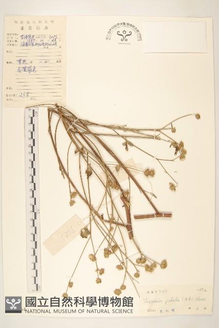 嶺南野菊藏品圖，第1張