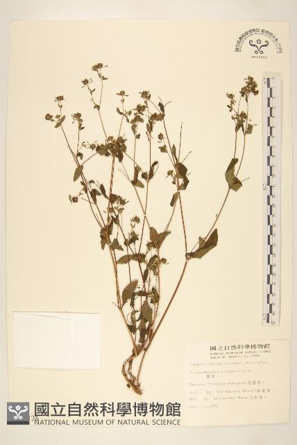 豨薟藏品圖，第1張