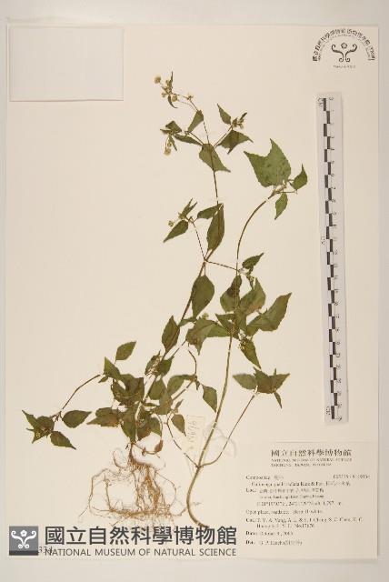 粗毛小米菊藏品圖，第1張