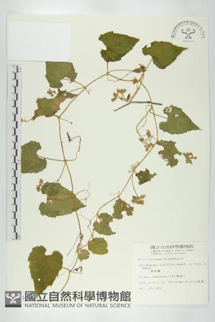 青牛膽藏品圖，第1張