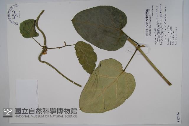 臺灣牛嬭菜藏品圖，第1張