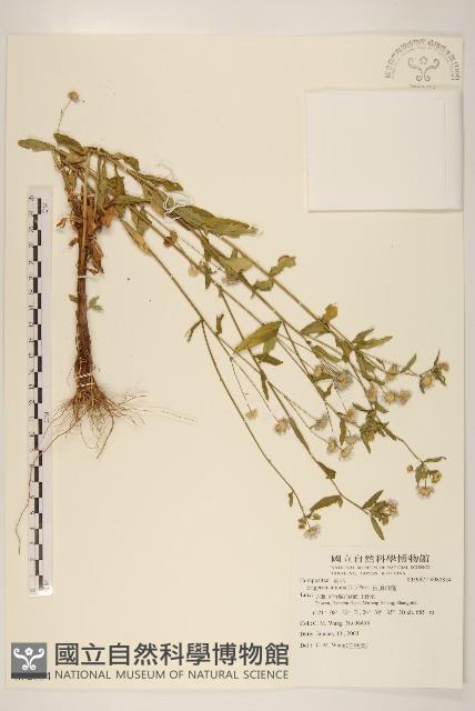 白頂飛蓬藏品圖，第1張