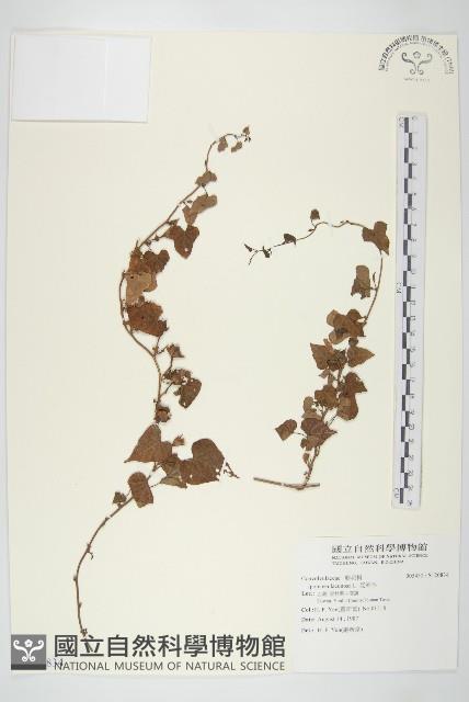 豆牽牛藏品圖，第1張