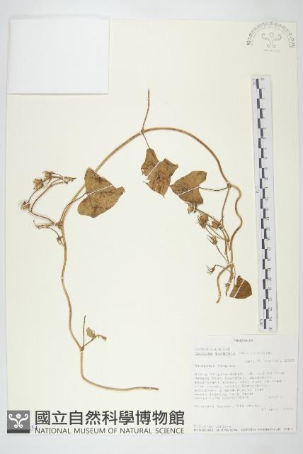 白花牽牛藏品圖，第1張