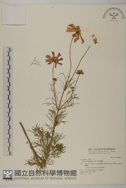 大波斯菊藏品圖，第1張