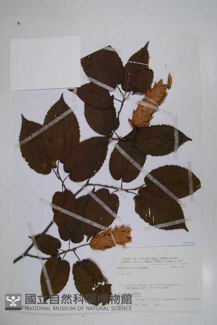 登錄號:S080834藏品圖，第1張