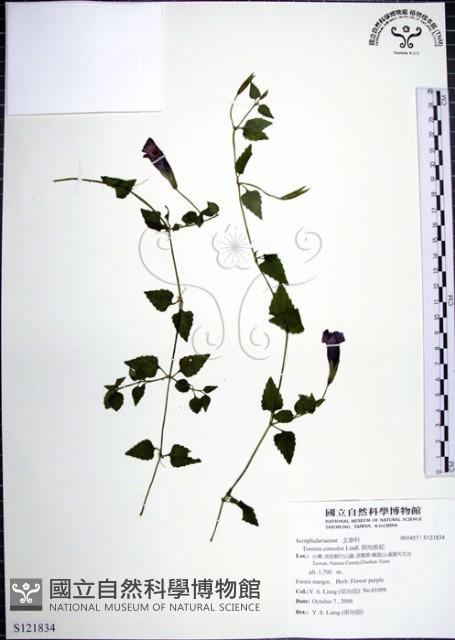 倒地蜈蚣藏品圖，第1張
